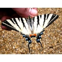 Scarce Swallowtail podalirius  pupae